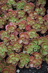 Fulda Glow Stonecrop (Sedum spurium 'Fuldaglut') at Mainescape Nursery