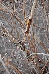 Diablo Ninebark (Physocarpus opulifolius 'Monlo') at Mainescape Nursery