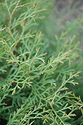 Sherwood Moss Arborvitae (Thuja occidentalis 'Sherwood Moss') at Mainescape Nursery