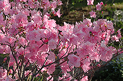 Cornell Pink Rhododendron (Rhododendron mucronulatum 'Cornell Pink') at Mainescape Nursery