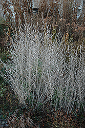 Russian Sage (Perovskia atriplicifolia) at Mainescape Nursery