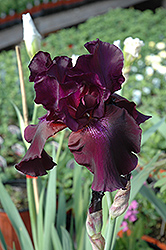 Superstition Iris (Iris 'Superstition') at Mainescape Nursery