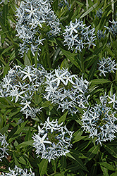 Blue Star Flower (Amsonia tabernaemontana) at Mainescape Nursery