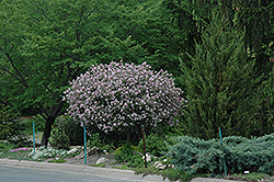 Dwarf Korean Lilac (tree form) (Syringa meyeri 'Palibin (tree form)') at Mainescape Nursery
