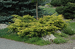 Old Gold Juniper (Juniperus x media 'Old Gold') at Mainescape Nursery