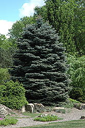 Fat Albert Blue Spruce (Picea pungens 'Fat Albert') at Mainescape Nursery