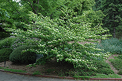 Pagoda Dogwood (Cornus alternifolia) at Mainescape Nursery