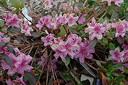 Compact Korean Azalea (Rhododendron yedoense 'Poukhanense Compacta') at Mainescape Nursery