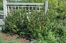 Common Sweetshrub (Calycanthus floridus) at Mainescape Nursery