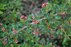 Tom Thumb Cotoneaster (Cotoneaster apiculatus 'Tom Thumb') at Mainescape Nursery