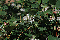 Snowberry (Symphoricarpos albus) at Mainescape Nursery