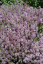 Mother-of-Thyme (Thymus praecox) at Mainescape Nursery