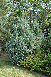 Wichita Blue Juniper (Juniperus scopulorum 'Wichita Blue') at Mainescape Nursery