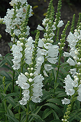 Miss Manners Obedient Plant (Physostegia virginiana 'Miss Manners') at Mainescape Nursery