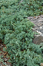 Blue Rug Juniper (Juniperus horizontalis 'Wiltonii') at Mainescape Nursery