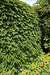 Boston Ivy (Parthenocissus tricuspidata) at Mainescape Nursery