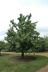 20th Century Pear (Pyrus pyrifolia 'Nijisseiki') at Mainescape Nursery