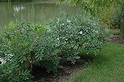 Shining Sumac (Rhus copallinum) at Mainescape Nursery