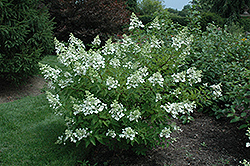 Unique Hydrangea (Hydrangea paniculata 'Unique') at Mainescape Nursery