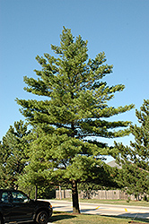 White Pine (Pinus strobus) at Mainescape Nursery