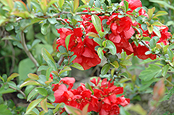 Texas Scarlet Flowering Quince (Chaenomeles speciosa 'Texas Scarlet') at Mainescape Nursery