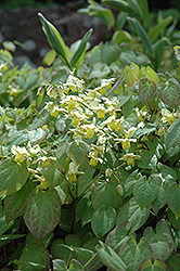 Yellow Barrenwort (Epimedium x versicolor 'Sulphureum') at Mainescape Nursery