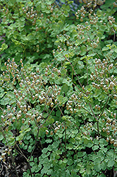Early Meadow Rue (Thalictrum dioicum) at Mainescape Nursery