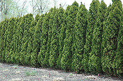 Hetz Wintergreen Arborvitae (Thuja occidentalis 'Hetz Wintergreen') at Mainescape Nursery