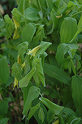 Great Merrybells (Uvularia grandiflora) at Mainescape Nursery