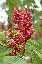 Red Buckeye (Aesculus pavia) at Mainescape Nursery