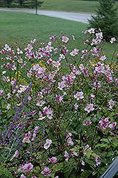 Grapeleaf Anemone (Anemone tomentosa 'Robustissima') at Mainescape Nursery