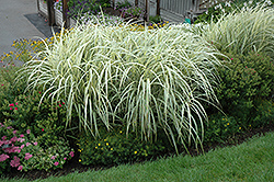 Variegated Silver Grass (Miscanthus sinensis 'Variegatus') at Mainescape Nursery