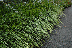 Lily Turf (Liriope spicata) at Mainescape Nursery