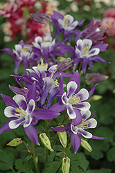 Winky Blue And White Columbine (Aquilegia 'Winky Blue And White') at Mainescape Nursery