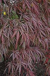 Tamukeyama Japanese Maple (Acer palmatum 'Tamukeyama') at Mainescape Nursery