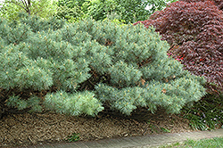 Dwarf White Pine (Pinus strobus 'Nana') at Mainescape Nursery