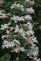 Beautybush (Kolkwitzia amabilis) at Mainescape Nursery