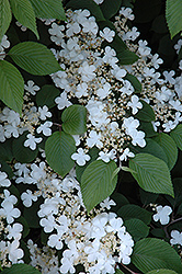 Maries Doublefile Viburnum (Viburnum plicatum 'Mariesii') at Mainescape Nursery