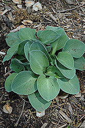 Blue Mouse Ears Hosta (Hosta 'Blue Mouse Ears') at Mainescape Nursery