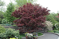 Bloodgood Japanese Maple (Acer palmatum 'Bloodgood') at Mainescape Nursery