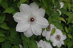Henryi Hybrid Clematis (Clematis 'Henryi') at Mainescape Nursery