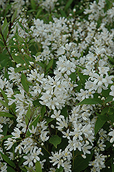 Nikko Deutzia (Deutzia gracilis 'Nikko') at Mainescape Nursery
