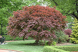 Trompenburg Japanese Maple (Acer palmatum 'Trompenburg') at Mainescape Nursery