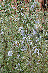 Arp Rosemary (Rosmarinus officinalis 'Arp') at Mainescape Nursery