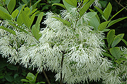 White Fringetree (Chionanthus virginicus) at Mainescape Nursery