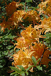 Flame Azalea (Rhododendron calendulaceum) at Mainescape Nursery