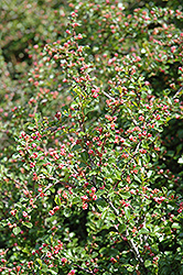 Cranberry Cotoneaster (Cotoneaster apiculatus) at Mainescape Nursery