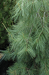 Weeping White Pine (Pinus strobus 'Pendula') at Mainescape Nursery