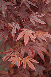 Fireglow Japanese Maple (Acer palmatum 'Fireglow') at Mainescape Nursery
