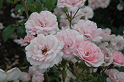 Bonica Rose (Rosa 'Meidomonac') at Mainescape Nursery
